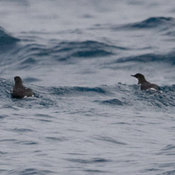Craveri's Murrelet